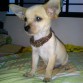 Brunito estaba conociendo su nueva casa y estaba asustado!!!
